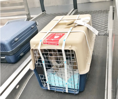 烟台宠物托运 宠物托运公司 机场宠物托运 宠物空运